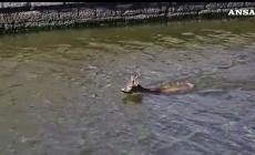 Un capriolo nuota in un canale di Viareggio - Video
