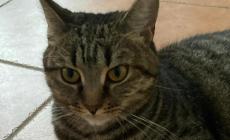 Chi ha visto la gattina Maggy? Si è persa in zona via Palestro - viale Berenini