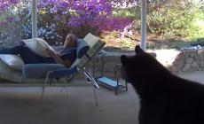 Faccia a faccia con l'orso in giardino: si spaventano a vicenda - Video 