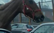 Cavallo in tangenziale  a Napoli, corsa tra le auto per 5 km - Video 