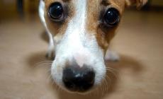 Non ha soldi per le cure e il cane muore, esposto Aidaa a procura