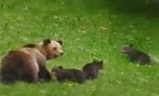 Orsa Jj4:  gli zoologi, i cuccioli sono grandi, possono farcela
