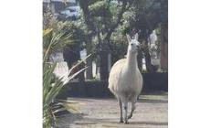Un lama scappa dal  circo e corre sulla 'via dello jogging' a Genova
