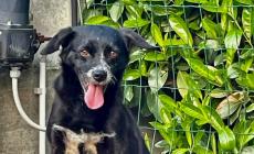 Chi vuole adottare l'affettuosissimo Tommy?