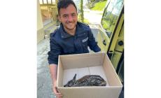 Bore, cucciolo di capriolo salvato dalla polizia locale - Video