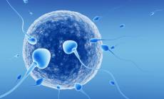 Olanda, i giudici bloccano un donatore di sperma troppo "generoso": ha già 550 figli biologici