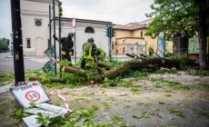 Paura in via Farini, crollato un grosso ramo di un albero dell'Orto Botanico: intervento dei vigili del fuoco - Video - Foto