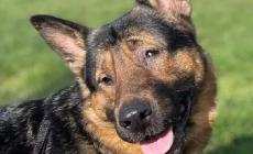 Il cane cieco Marley cittadino onorario di Marina di Ravenna
