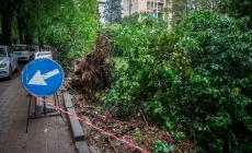 Albero caduto in viale  delle Rimembranze: per fortuna non passava nessuno in quel momento - Foto