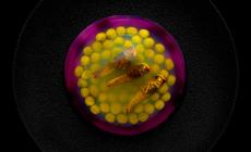 La pasta del futuro negli scatti di Roberto Savio a Fotografia Europea Off