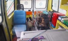 L'Enpa di Parma in aiuto agli animali alluvionati