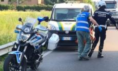 Recuperato un capriolo ferito: polizia locale e Rifugio Matildico in via Colorno 