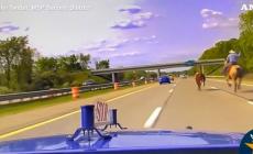 Michigan, "rodeo" in autostrada: cowboy a cavallo insegue una mucca in fuga. Slalom fra le auto