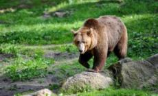 Via libera delle commissioni ad usare spray al peperoncino anti orso