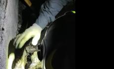 Cane intrappolato nel tubo, salvato dai vigili del fuoco - Video