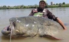 Il "pesce da record" nel Po: ecco il video del "mostro"