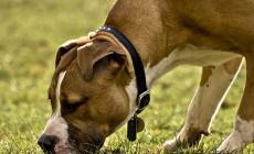 "Compagni di Branco": i bisogni del cane
