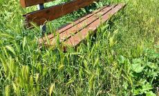 Parco delle magnolie o delle erbacce?- Foto