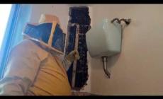 Nido record in una parete di un appartamento: 100 mila api - Video