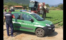 Fitofarmaci in agricoltura: 36 controlli dei carabinieri Forestali nella Bassa, sanzioni per oltre 12mila euro