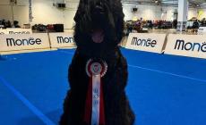 Cecilia, la campionessa:  un cane  da medaglia d'oro