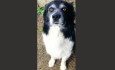 Appello urgente per Rocky 