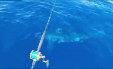 Squalo di tre metri avvistato al largo di Livorno - Video