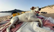 I nostri animali esposti alle insidie del gran caldo: come proteggerli