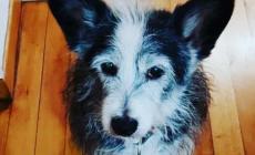 Ciuffo si &egrave; smarrito in via Bruno Longhi... lo avete visto?