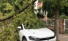 Parma, ramo spezzato in via Palestro. Auto danneggiata