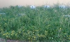 "Cimiteri di San Pancrazio e di Vigatto: vegetazione selvaggia, abbandono e incuria" -Foto