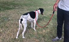 Ritrovato un cane da caccia nella zona di via Budellungo il 5 luglio: chi lo riconosce?