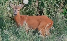 Scatti da via Toschi: dal greto spunta un capriolo - Foto