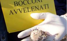 Bocconi avvelenati, paura a Felino. Un cane salvato in extremis