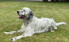 Il Setter inglese si conferma il cane preferito dagli italiani