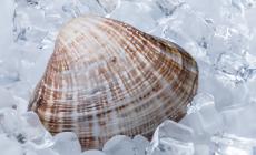 Il ghiaccio protagonista in cucina. Ecco come
 