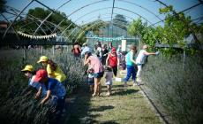 Domani torna la Festa della lavanda: la Provenza alle porte di Parma
