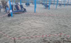Altre due tartarughe marine hanno cercato di nidificare a Forte dei Marmi