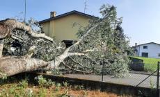 Case scoperchiate, alberi divelti: la tempesta si abbatte su Conselice già provata dall'alluvione in Romagna