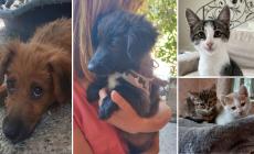 Sissi e Arturo, Micia, Olga e Mele: andateli a conoscere