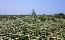 Coldiretti: 46 grandinate in un giorno tra Emilia Romagna e Lombardia - Foto
 