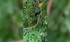 Trova il semaforo.... Quello di via Bernini all'altezza del sottopasso di via Buffolara è completamente coperto dalla vegetazione