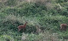 Caprioli sul greto della Parma all'altezza di ponte Caprazucca