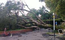 Ragazza 16enne muore al campo scout travolta da un albero nel Bresciano: stava dormendo nella tenda