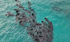 Ottimismo sulla sorte delle balene sopravvissute, dopo la morte di 50 esemplari-  Foto 
