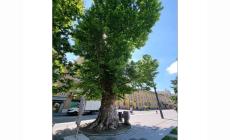 Nuovi alberi monumentali in città. La Regione approva 12 esemplari e li candida per l’inserimento nell’Elenco degli alberi monumentali d’Italia