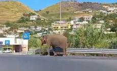Elefante a spasso sulla statale di Amantea, era scappato da un circo - Video 