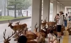La bella immagine dei cervi che si riparano dalla pioggia a Nara, in Giappone- Video