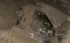 Tartaruga marina deposita 123 uova in spiaggia sud Sardegna