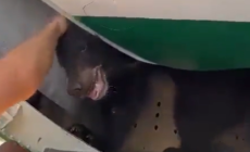 Orso fugge dalla gabbia, ritardo per un volo a Dubai - Video